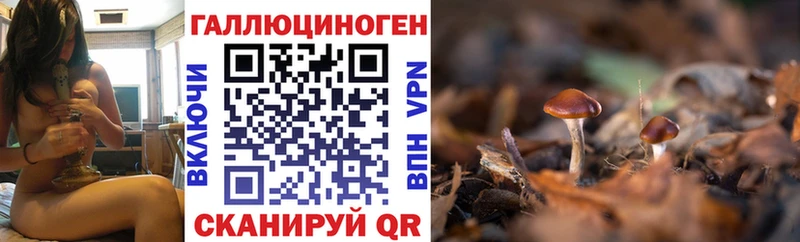 где купить   Звенигород  Галлюциногенные грибы прущие грибы 